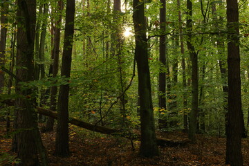 forest in the morning