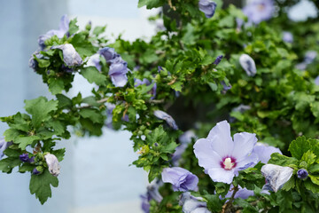 A lilac-blooming syrian hibiscus bush in the garden against the blue wall of the house. Beauty in nature.