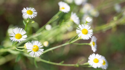 close-up photograph of several daisy flowers