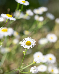 close-up photograph of several daisy flowers