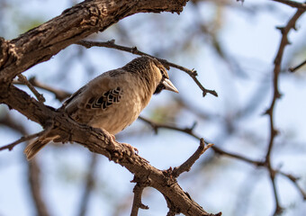 small wild bird in tree