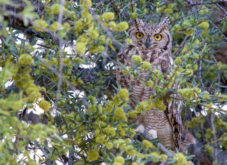 Beautiful spotted eagle owl staring at camera