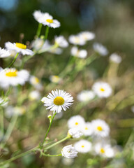 close-up photograph of several daisy flowers