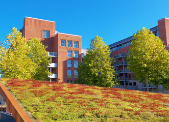Green sedum roof with a slope for climate adaptation and urban greening - obrazy, fototapety, plakaty
