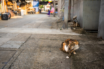 A cat in Tai O