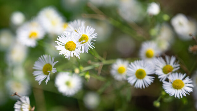 close-up photograph of several daisy flowers