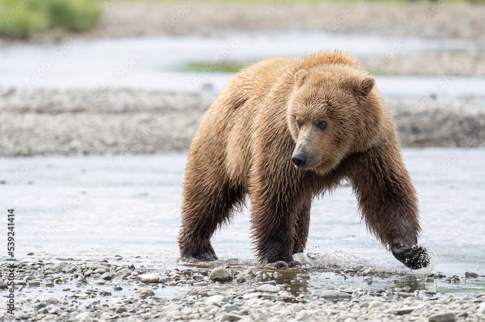 Poster Alaskan brown bear walking through water