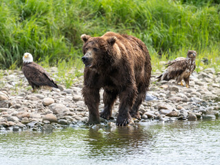 Naklejka na ściany i meble Alaskan brown bear and eagles