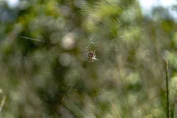 araña de jardin con presa
