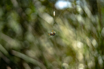 araña de jardin con presa