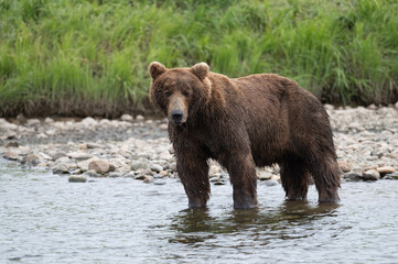 Alaskan brown bear in a stream