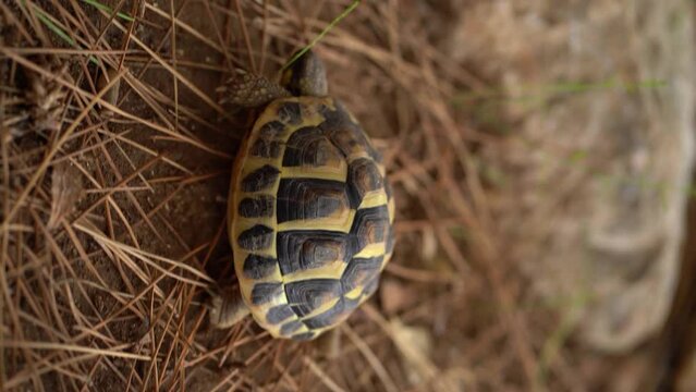 spur-thighed tortoise, Testudo graeca, walking on arid terrain, vertical