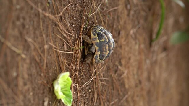 spur-thighed tortoise, Testudo graeca, walking on arid terrain towards a lettuce, vertical video