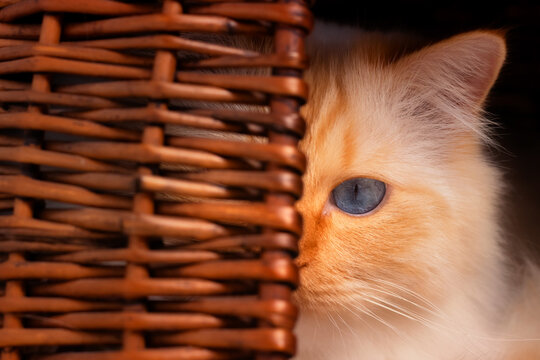 Blue-eyed cat sitting in a wicker basket cat cave and peeking out 