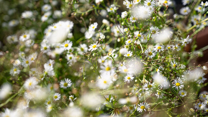 close-up photograph of several daisy flowers