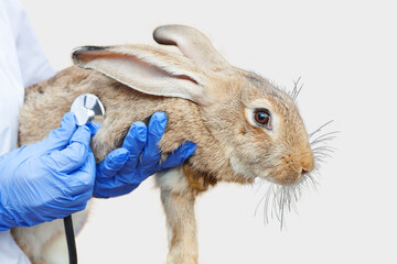 Veterinarian hands with stethoscope holding and examining rabbit isolated on white background....