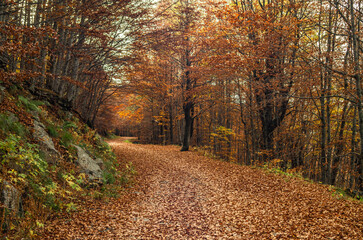 Obraz premium Il foliage del bosco di montagna in Appennino in autunno