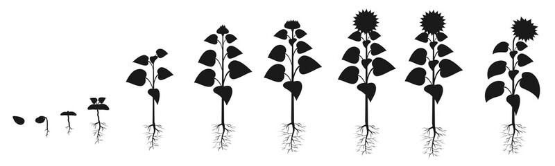Sunflower life cycle in agriculture. Plant growth stages silhouette. Seed growing infographic