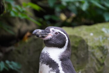 Naklejka premium Humboldt penguin