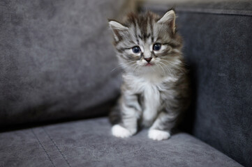 Fototapeta na wymiar Cute sitting gray baby kitty