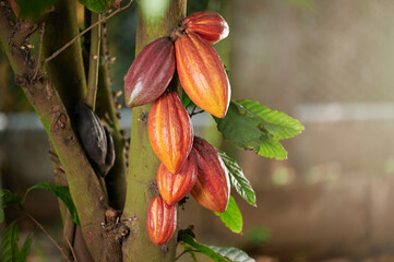 Hanging orange color cocoa pod