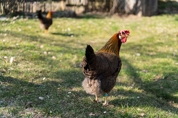 Two chickens stand in a meadow
