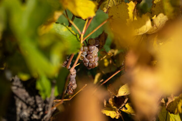 Weinreben im Herbst