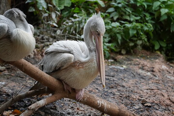 Pink-backed pelican
