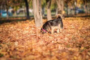 Beautiful domestic mongrel dog for a walk in the autumn park.