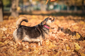 Beautiful domestic mongrel dog for a walk in the autumn park.