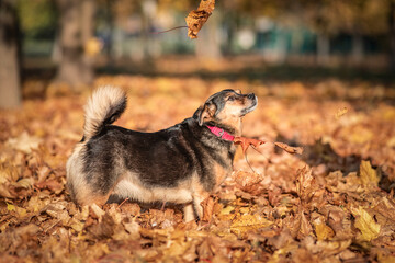 Beautiful domestic mongrel dog for a walk in the autumn park.