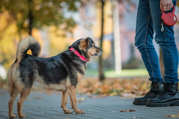 Beautiful domestic mongrel dog for a walk in the autumn park.