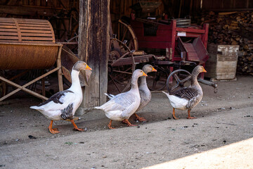 Eine Gruppe von Gänsen läuft über einen alten Bauernhof