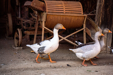 A group of geese walk across an old farm
