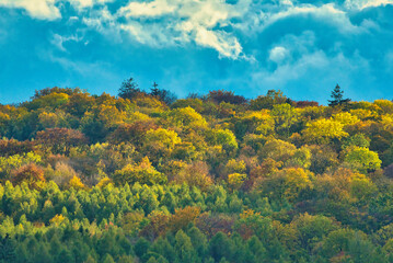 Fototapeta premium Herbstwald