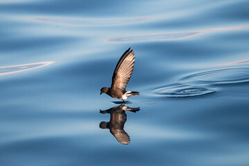 storm petrel walking on water, Floreana, Galapagos 