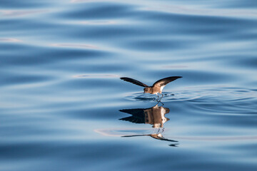 storm petrel walking on water, Floreana, Galapagos 