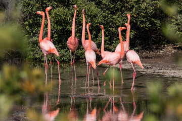 pink flamingos in the lake, Punta Cormorant, Florenana, Galapagos
