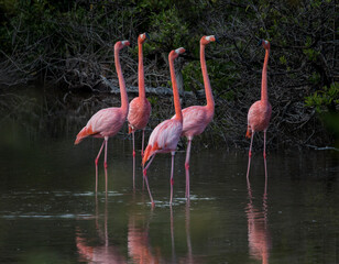 Fototapeta na wymiar flamingos, Punta Cormorant, Florenana, Galapagos