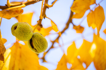 Walnuts ripened on the tree. Walnuts growing on a tree, close-up. Harvest nuts in the garden in autumn.