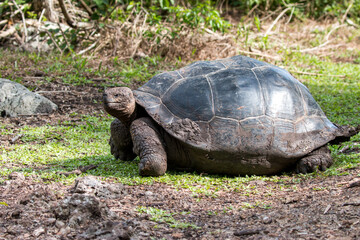 Galapagos giant tortoise, Asilo de la Paz, Floreana, Galapagos