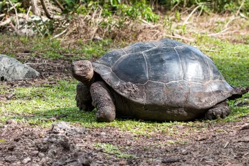 Foto op Canvas Galapagos giant tortoise, Asilo de la Paz, Floreana, Galapagos © Hodossy