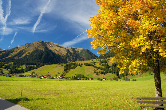 Indian summer with yellow colored tree and blue sky in Holzgau in the lechtal in austria