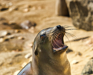Seelöwe Ohrenrobben
