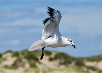 seagull in flight