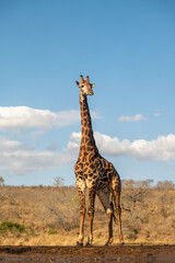 Giraffe and blue sky