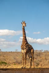 Rolgordijnen Giraffe and blue sky © Tony Campbell