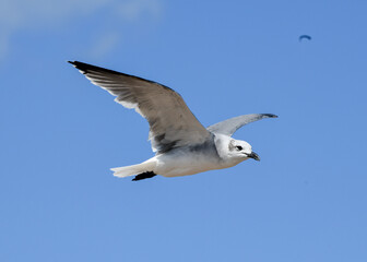 seagull in flight