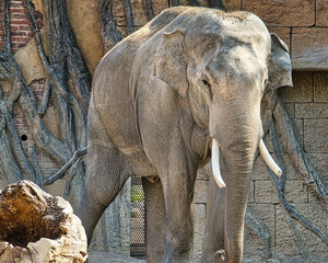 Elefant