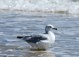 seagull in the sea